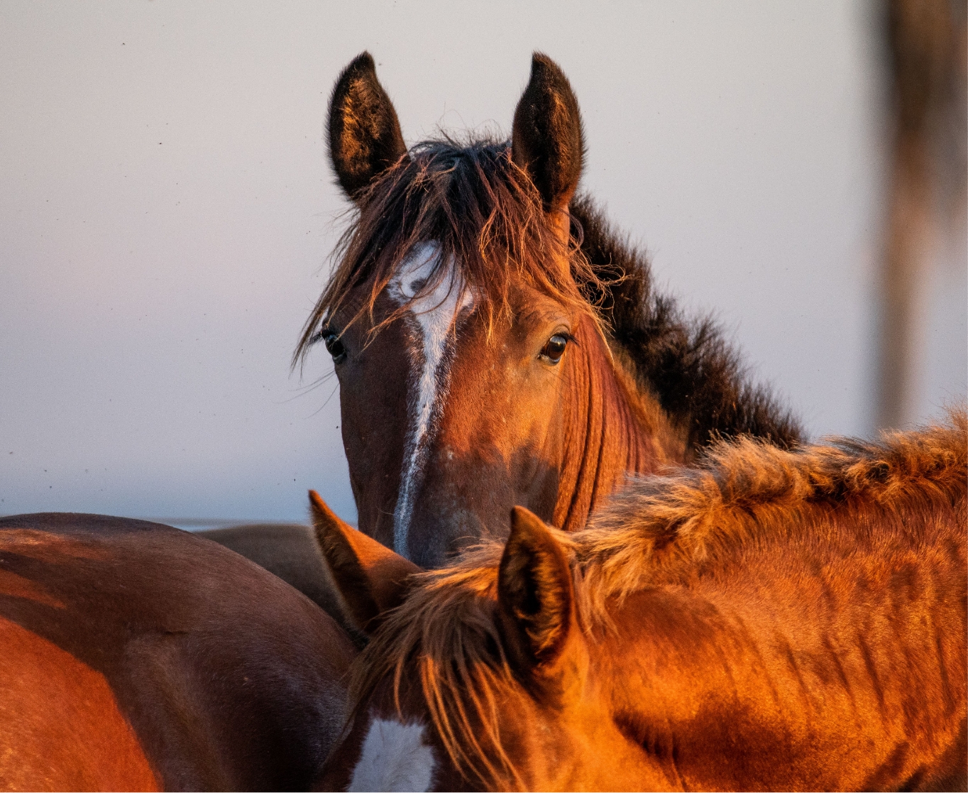 Lameness Investigations
