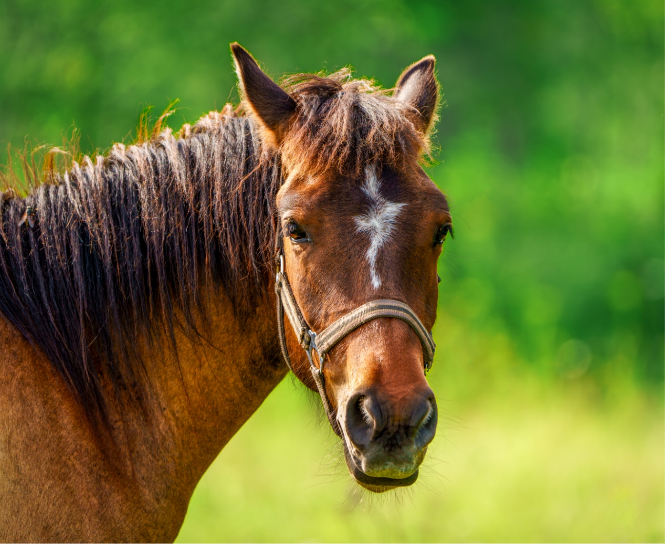 Equine Dentistry